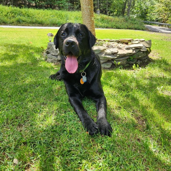 Meet your Posher, Lauren - Picture 3 of 3